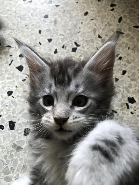 Darcy Blue Silver Boy photo 25
