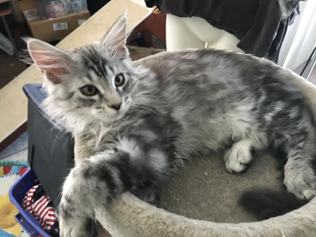 Darcy Blue Silver Boy photo 17