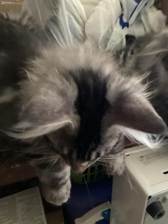 Darcy Blue Silver Boy photo 8