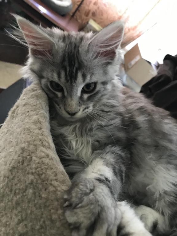 Darcy Blue Silver Boy photo 14