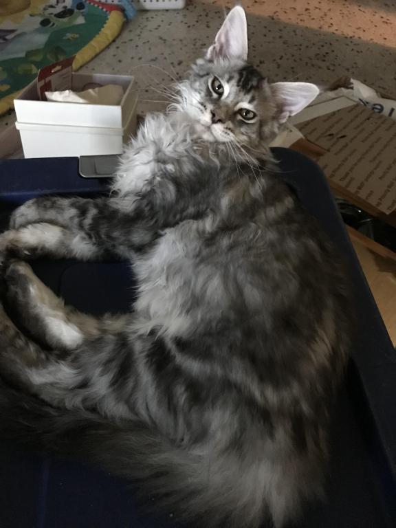 Darcy Blue Silver Boy photo 3