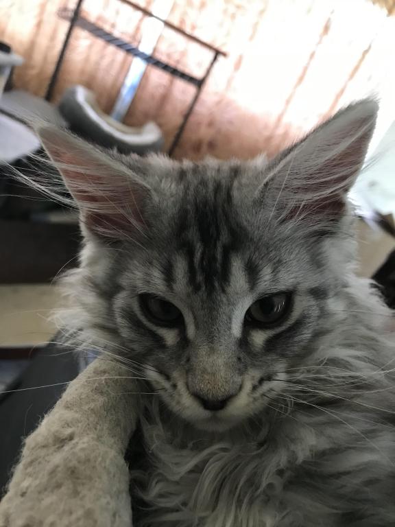 Darcy Blue Silver Boy photo 15