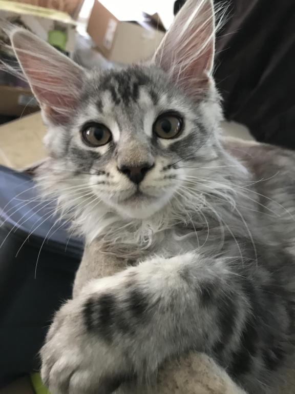 Darcy Blue Silver Boy photo 18