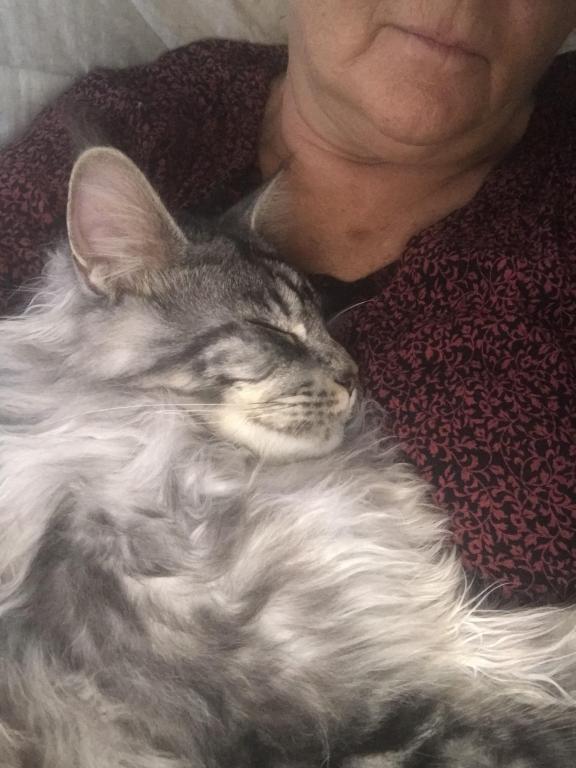 Darcy Blue Silver Boy photo 38