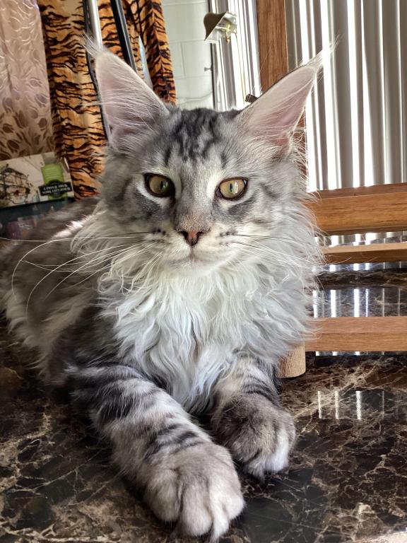 Darcy Blue Silver Boy