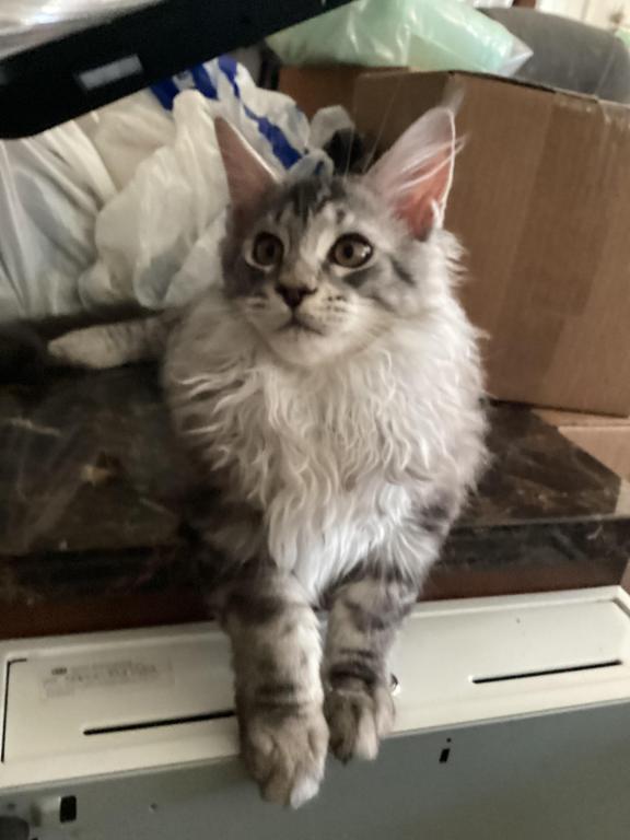 Darcy Blue Silver Boy photo 12