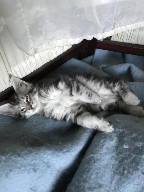 Darcy Blue Silver Boy photo 24