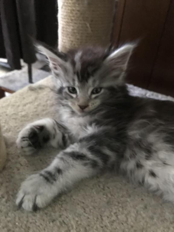 Darcy Blue Silver Boy photo 30