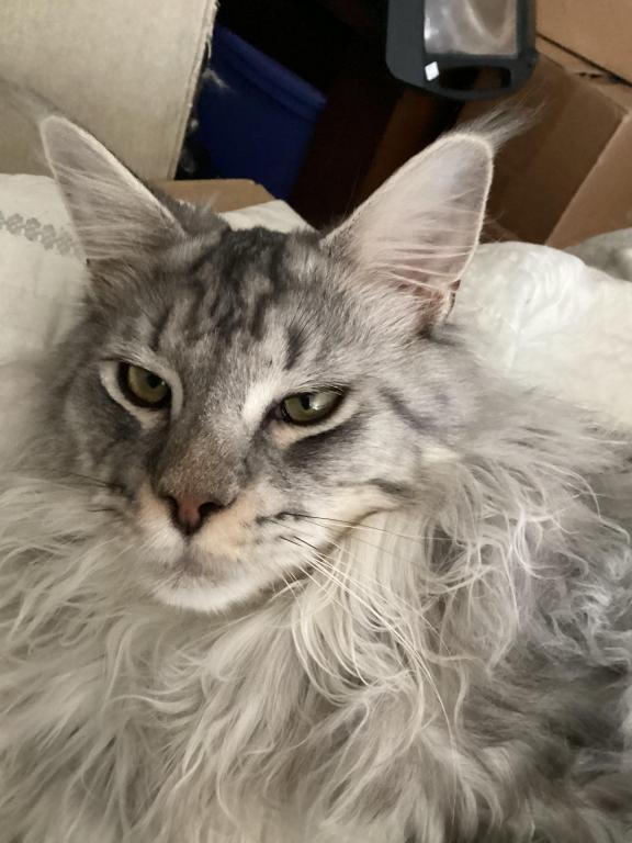 Darcy Blue Silver Boy photo 35