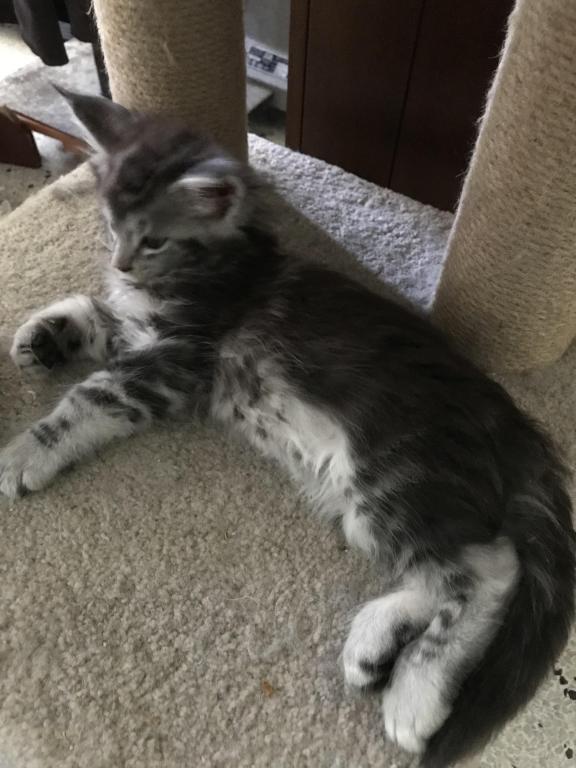 Darcy Blue Silver Boy photo 28
