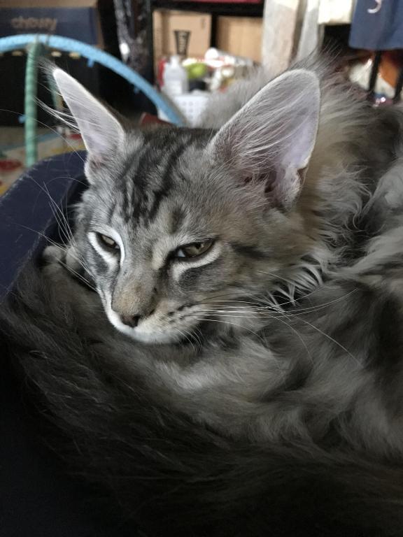 Darcy Blue Silver Boy photo 5