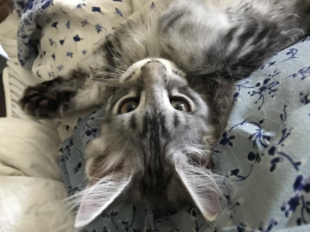 Darcy Blue Silver Boy photo 19