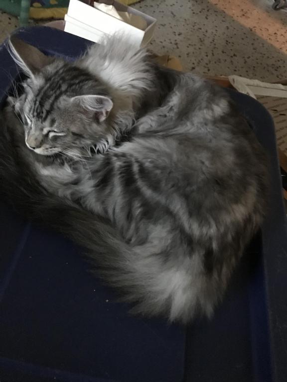 Darcy Blue Silver Boy photo 6