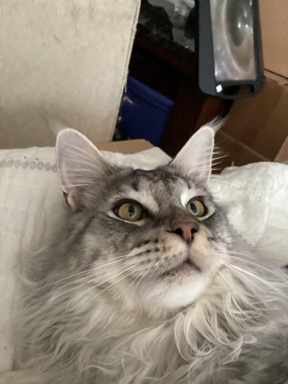 Darcy Blue Silver Boy photo 34