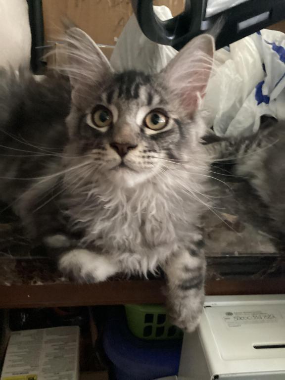 Darcy Blue Silver Boy photo 11