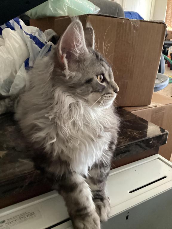 Darcy Blue Silver Boy photo 9
