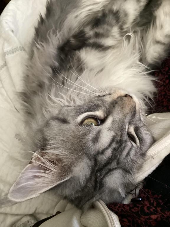 Darcy Blue Silver Boy photo 33