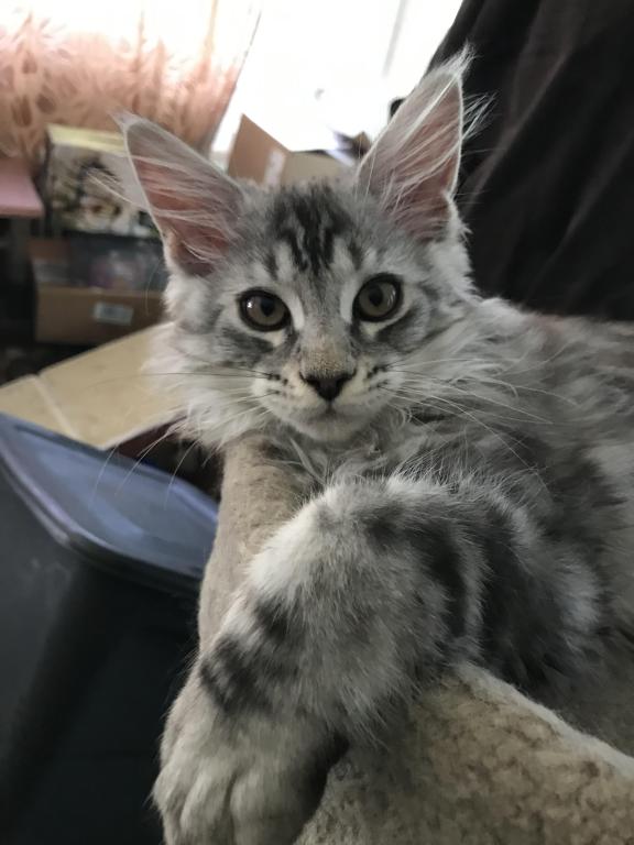 Darcy Blue Silver Boy photo 16
