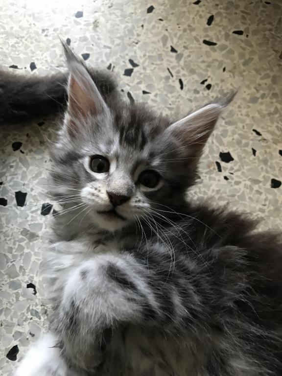 Darcy Blue Silver Boy photo 26