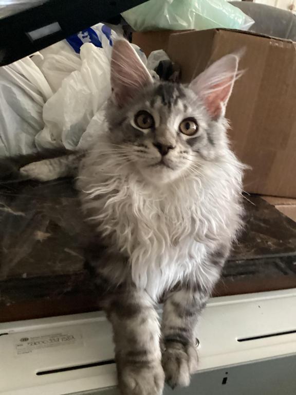 Darcy Blue Silver Boy photo 13