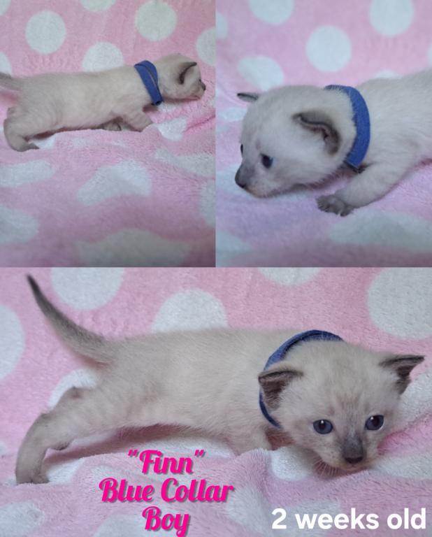 Finn photo 2