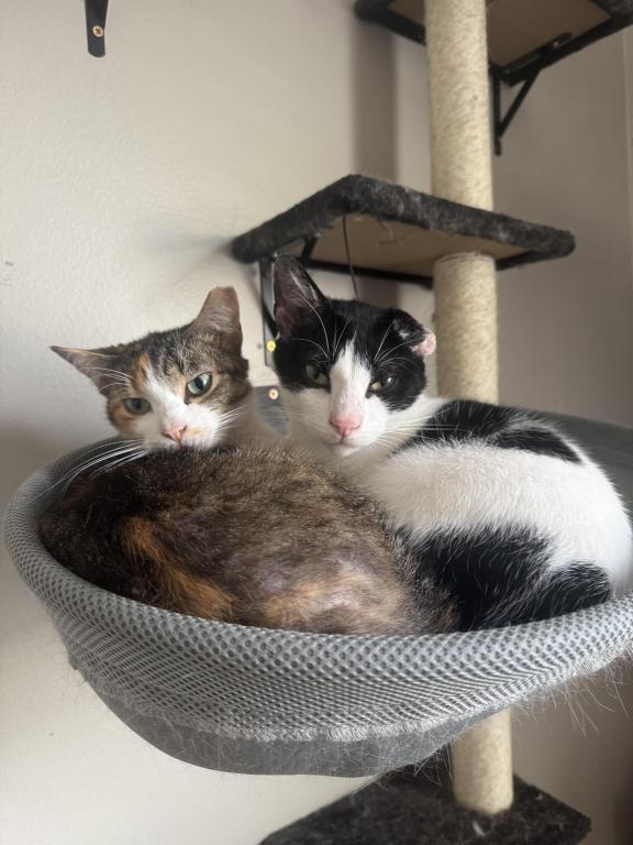 Montero Or Monte And Primrose photo 2