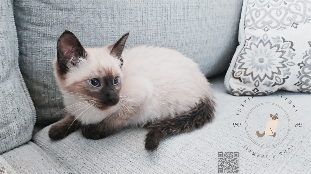 Siamese Kittens photo 4