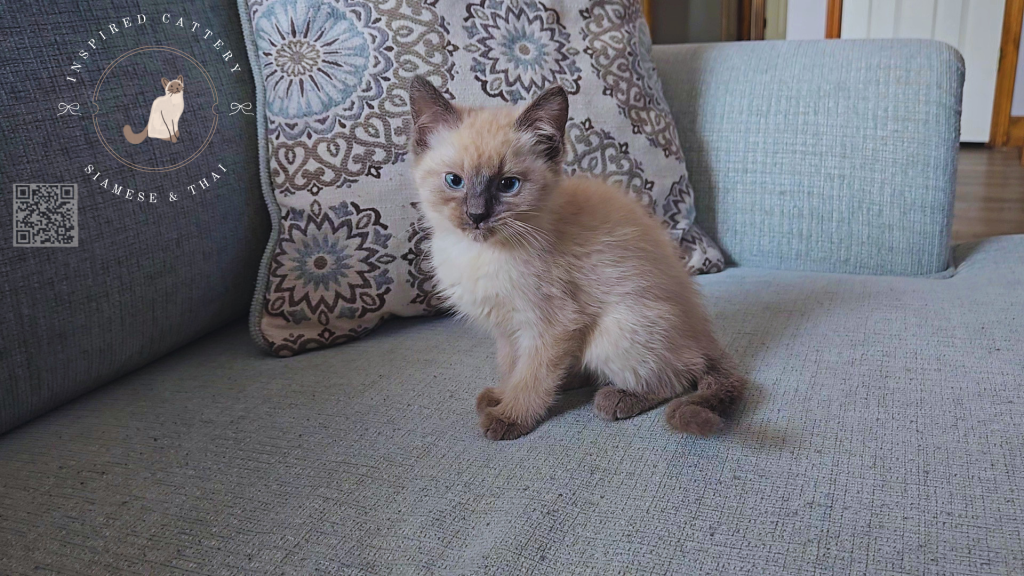 Siamese Kittens photo 2