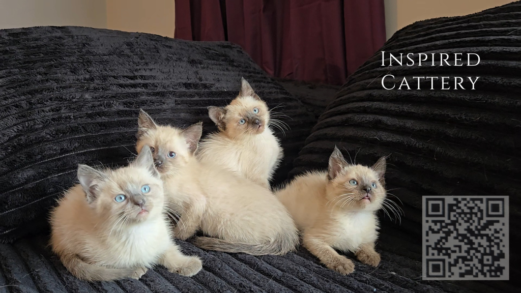 Siamese Kittens photo 1