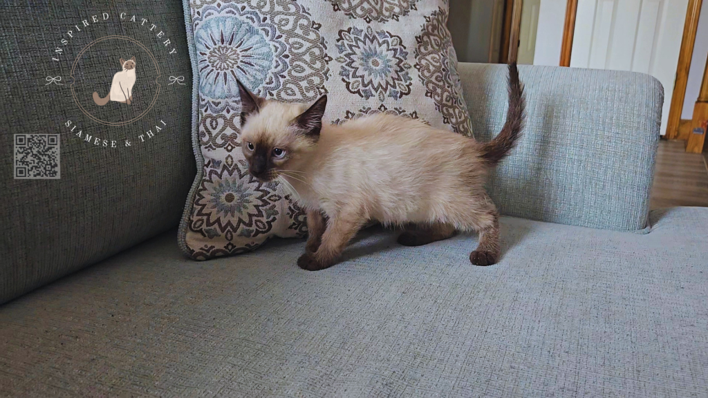 Siamese Kittens photo 3