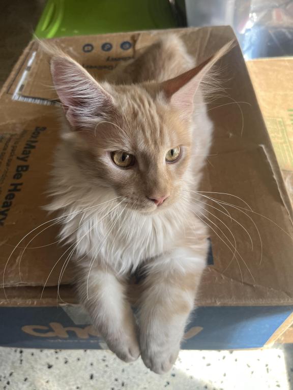 Itty Purr MCO Ds 22 photo 6