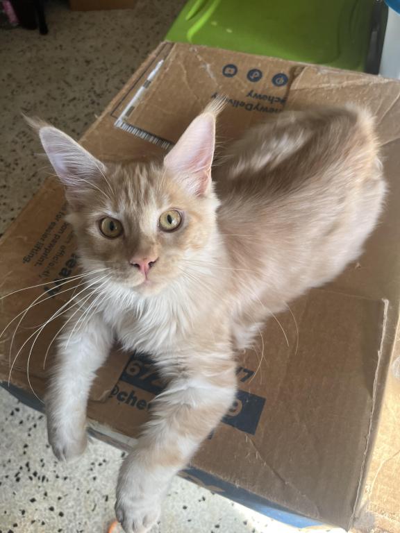 Itty Purr MCO Ds 22