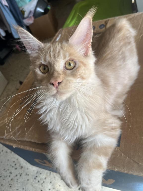 Itty Purr MCO Ds 22 photo 5