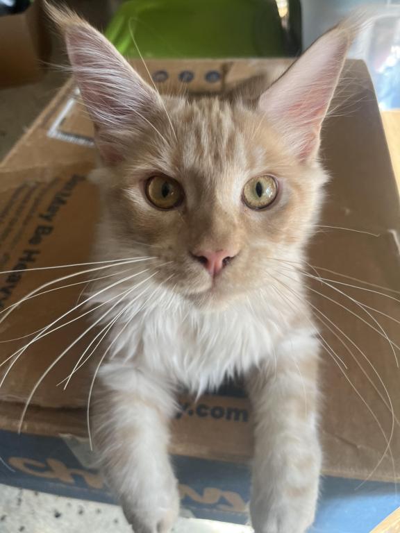 Itty Purr MCO Ds 22 photo 2