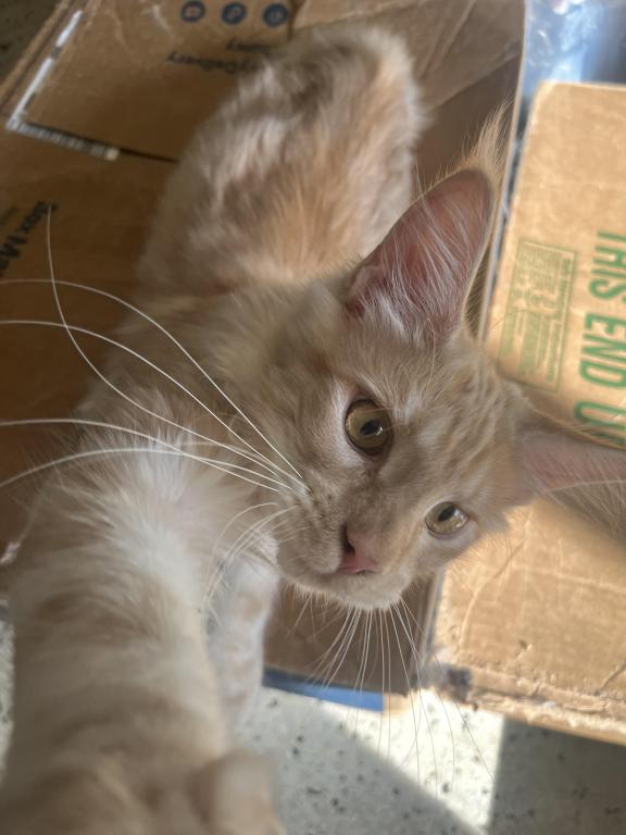 Itty Purr MCO Ds 22 photo 4