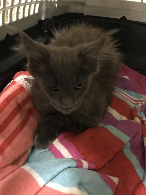 Magnolia Grayson Blue Kitty Coon photo 10