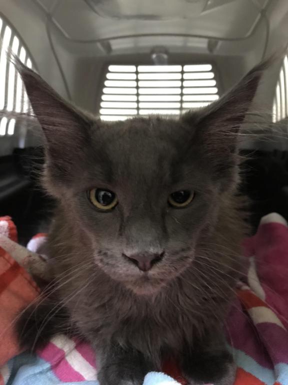Magnolia Grayson Blue Kitty Coon