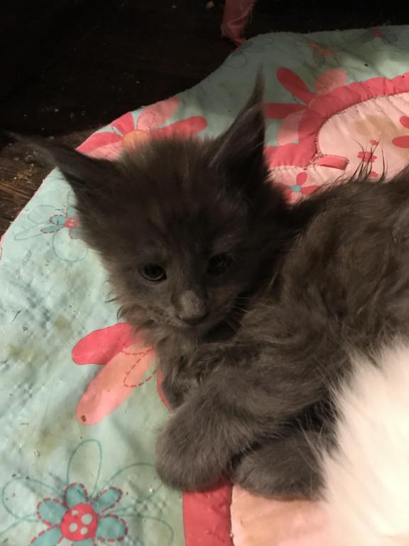 Magnolia Grayson Blue Kitty Coon photo 14