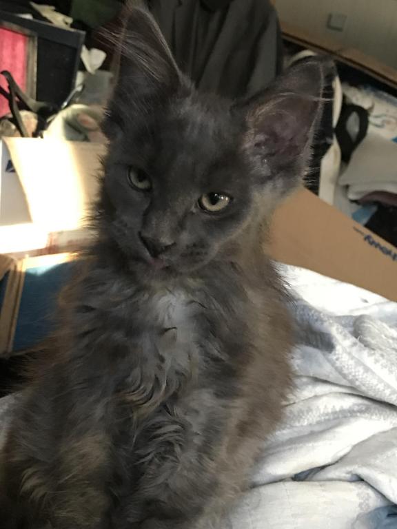 Magnolia Grayson Blue Kitty Coon photo 3
