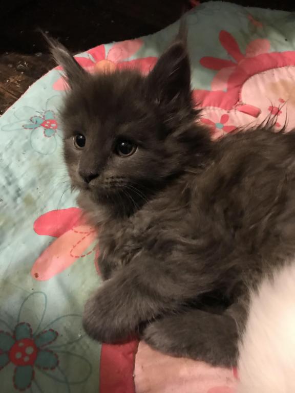 Magnolia Grayson Blue Kitty Coon photo 15
