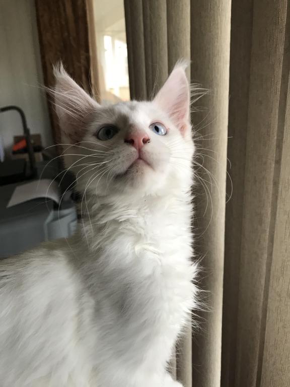 Griffin photo 12