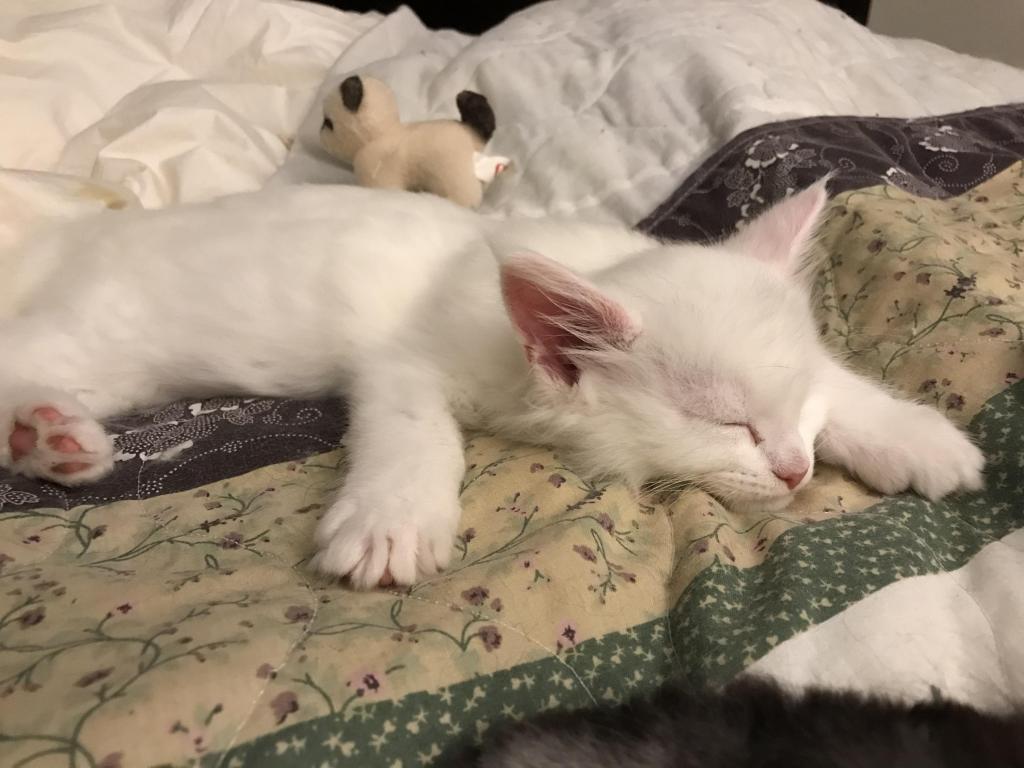 Griffin photo 18