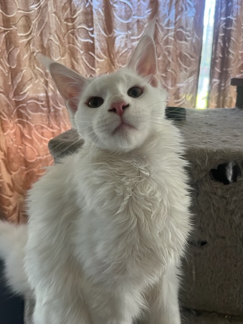 Griffin photo 1