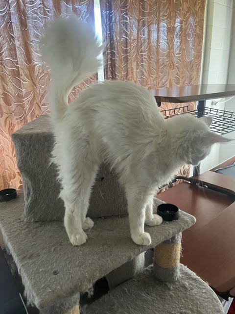 Griffin photo 5