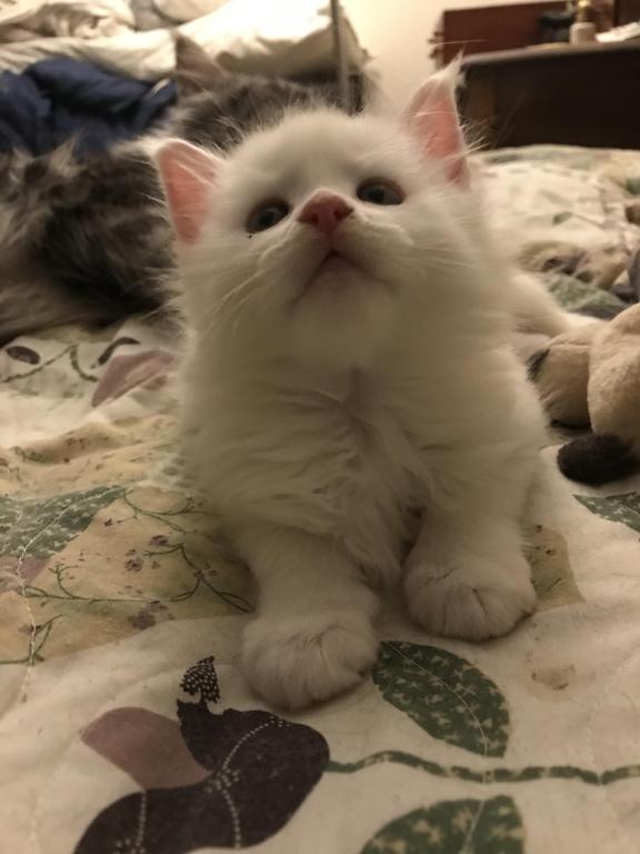 Griffin photo 17
