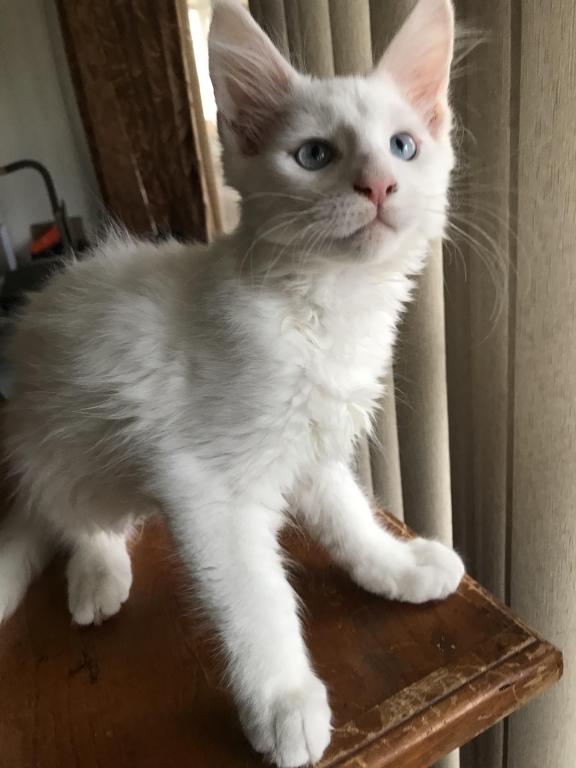 Griffin photo 10