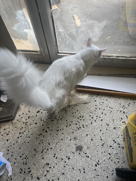 Griffin photo 3