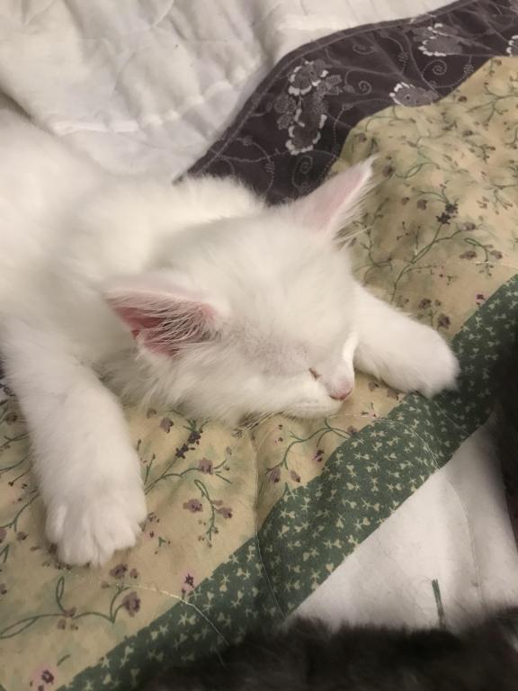 Griffin photo 19