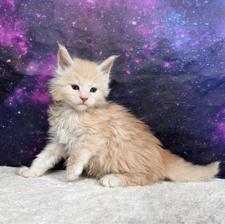 Nyans Litter photo 4