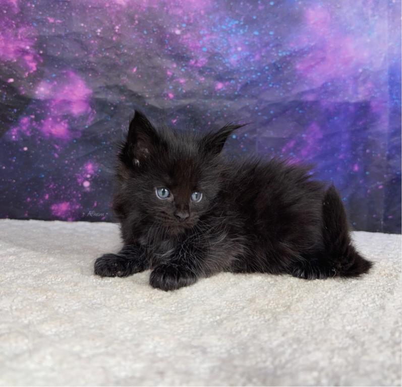 Nyans Litter photo 5